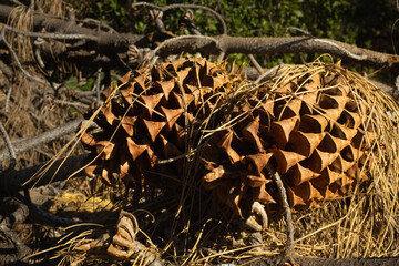 Large Pine Cones Resting on Dried Grass Amid Fallen Branches in a Forest Setting During Daylight