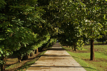 Obraz premium A serene pathway framed by lush trees, leading into the distance, inviting exploration