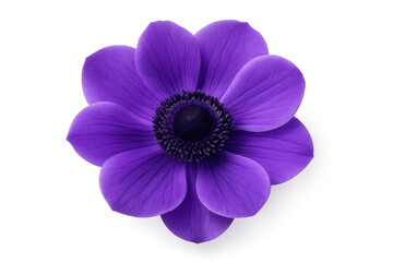 Obraz premium Vivid blooming purple flower with sharp detail and soft shadow isolated on pure white background ideal for botanical prints packaging and product design