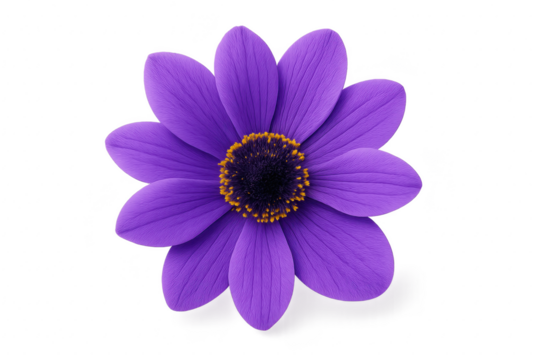 Vivid blooming purple flower with sharp detail and soft shadow isolated on pure white background ideal for botanical prints packaging and product design