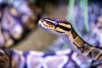 A close-up portrait of a Ball Python, showcasing its intricate scale patterns and unique eye
