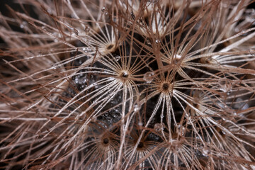 Fototapeta premium Extreme close up shot of dry dandelion flower seed details with water droplets.