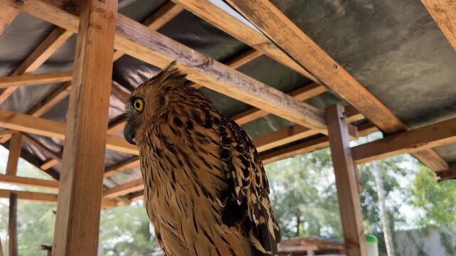 Majestic Buffy Fish Owl in Wooden Shelter