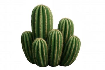 Green cacti cluster displaying intricate textures and distinctive shapes, standing against transparent background