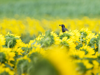 starling with prey in his beak perching on sunflower