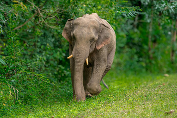 Obraz premium Its body is gray, its snout is called the trunk. The trunk of the Asian elephant has only one beak. Nakhon Ratchasima, Thailand.