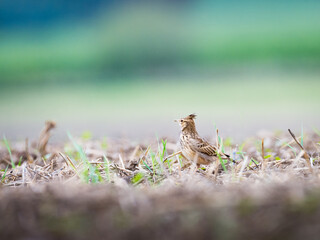 The crested lark bird on the ground, Galerida cristata