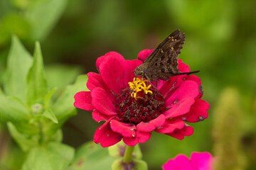 A black butterfly is sitting on a red flower. The flower is surrounded by green leaves. Mexico, mexico city