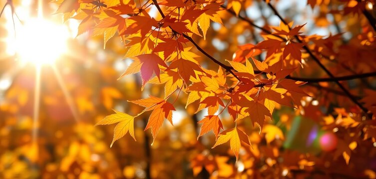 Sunlit autumn leaves, bokeh glow, vibrant colors, fall foliage,  element,  illustration