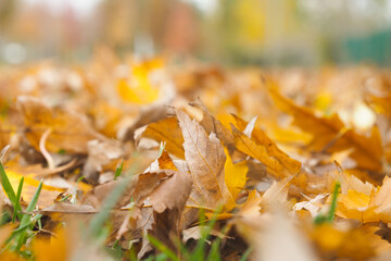 Colorful autumn leaves scattered on the ground in a park