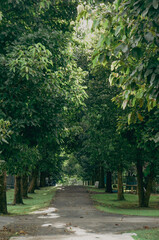 A serene pathway framed by lush trees, leading into the distance, inviting exploration