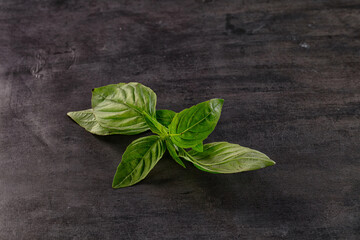 Green fresh aroma basil leaves