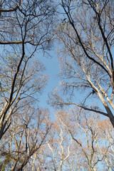 Branches reaching towards a clear blue sky in autumn
