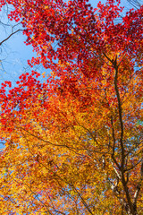 日本の風景・秋　愛知県豊田市　小原地区の四季桜と紅葉　川見四季桜の里