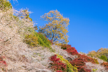 日本の風景・秋　愛知県豊田市　小原地区の四季桜と紅葉　川見四季桜の里