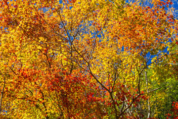日本の風景・秋　愛知県豊田市　小原地区の四季桜と紅葉　川見四季桜の里