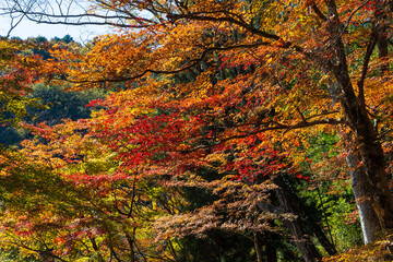 日本の風景・秋　愛知県豊田市　小原地区の四季桜と紅葉　川見四季桜の里