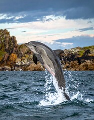 Naklejka premium Dolphin leaping in ocean waves