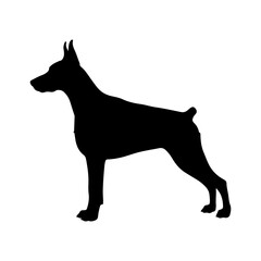 Doberman silhouette with transparent background