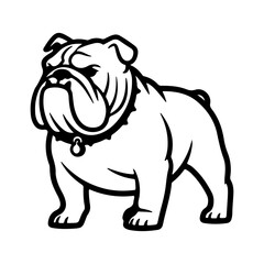 English bulldog portrait with transparent background