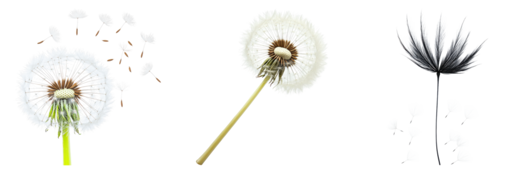 Three unique dandelions showcasing seed dispersal, isolated on clean transparent black background - Powered by Adobe