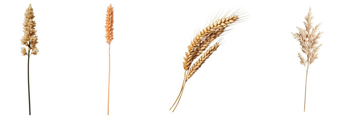Assorted golden dried wheat and grass botanical composition on transparent background