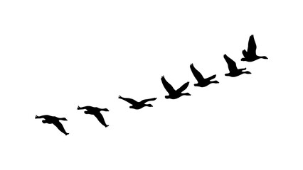 Flying birds silhouette with transparent background