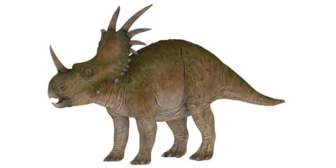 Styracosaurus dinosaur on a white background