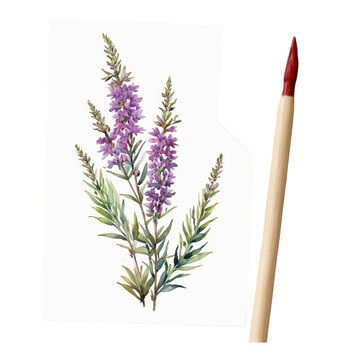 Purple Wildflowers and a Red Tipped Paintbrush Watercolor Art pu