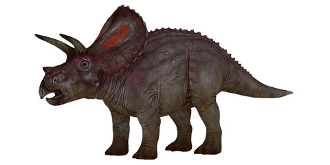 Realistic triceratops dinosaur model on white background.