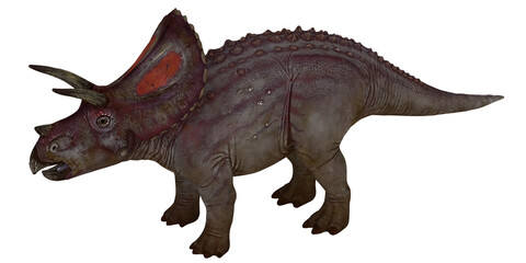 Majestic triceratops model on white background