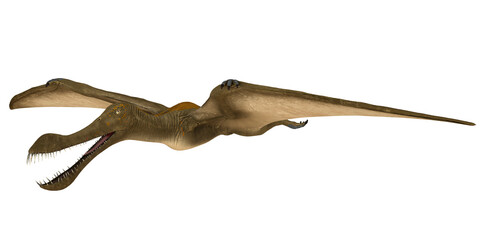 Illustration of a flying pterosaur in motion © Ilie