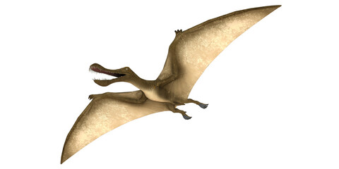 Large pterosaur in flight against a white backdrop. © Ilie