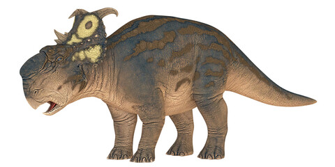 Illustration of a Pachyrhinosaurus dinosaur.