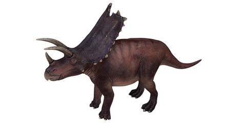 Fototapeta premium Realistic model of a Triceratops dinosaur.