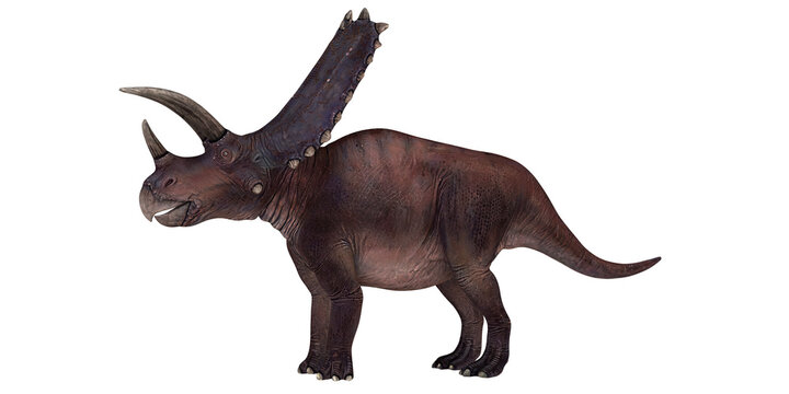 Realistic Torosaurus dinosaur model on display