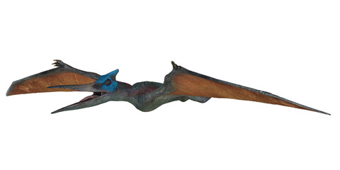 Colorful pterosaur model with wide wingspan in flight. © Ilie