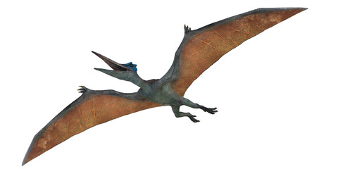 Pterodactyl soaring in a white background © Ilie