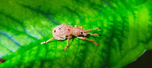 A detailed macro shot of a small brown weevil, a type of beetle from the Curculionidae family, resting on the surface of a vibrant, textured green leaf. The image captures the intricate details 