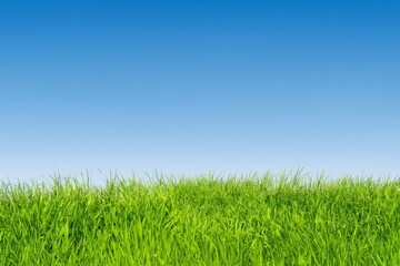 Obraz premium Fresh green grass under clear blue sky in springtime nature background