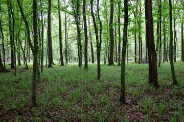 A bright deciduous forest with tall trees and dense young foliage. The green wall of plants creates an atmosphere of freshness and tranquility.