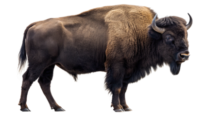 american bison isolated on white