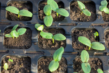 Young green sprouts, likely cucumber, are growing in black plastic seedling trays. A close-up shot shows the initial stage of plant growth.