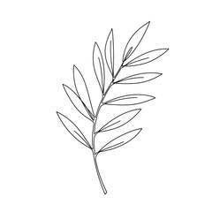 Fototapeta premium Minimalist line art illustration of a botanical branch with multiple leaves on a white background, simple and elegant.