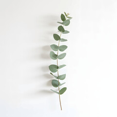Single Eucalyptus Branch on White Background Minimalist Botanical Photography