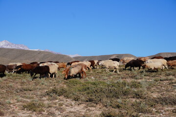 A large flock of sheep grazes on a dry, grassy plain under a clear blue sky. Rolling hills and distant mountains are visible in the background.