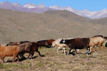 A group of sheep grazes on a dry, grassy hillside with rugged mountains in the background. The landscape features arid terrain and clear blue skies.