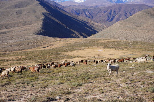 Herd grazing on grassy hillside with rugged hills and snow peaks in distance. Scenic, remote landscape.