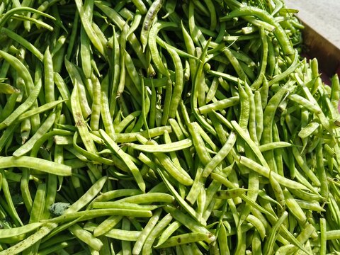 selective image of guar or cluster bean in dish also known in india as guwar, guar bean or cluster bean with the botanical name Cyamopsis tetragonoloba. Close up 