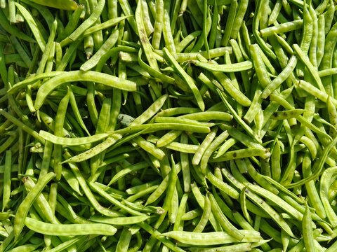 selective image of guar or cluster bean in dish also known in india as guwar, guar bean or cluster bean with the botanical name Cyamopsis tetragonoloba. Close up 